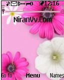 game pic for Pinky 6070 Niran